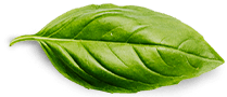 basil leaf.png